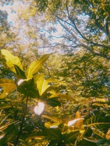Sol filtrado entre hojas tropicales